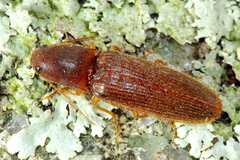 Athous cucullatus