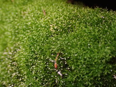 Eucladium verticillatum