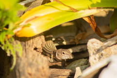 Aspidoscelis guttatus