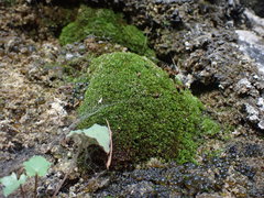 Eucladium verticillatum