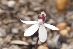 Caladenia saccharata