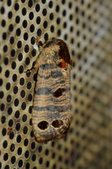 Biocellata