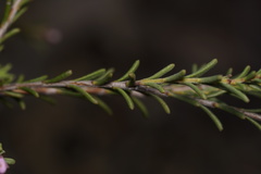 Boronia capitata