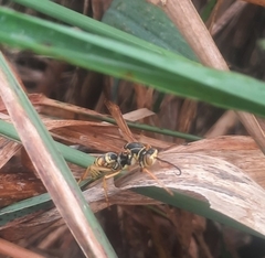 Polistes aurifer