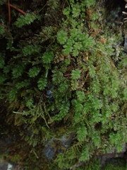 Plagiomnium venustum