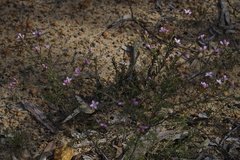 Boronia capitata