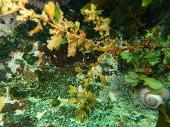 Sargassum incisifolium
