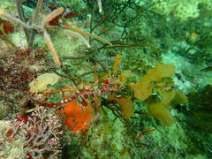 Sargassum incisifolium