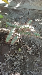 Opuntia aequatorialis