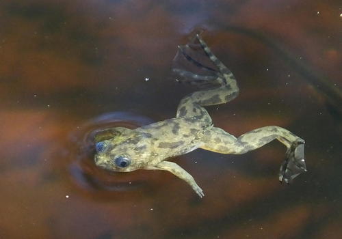 African Clawed Frog