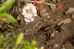 Aspidoscelis guttatus