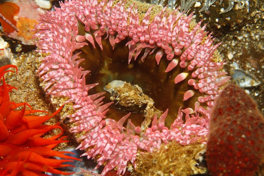 sandy anemone