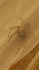 Trachelas tranquillus