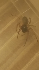 Trachelas tranquillus