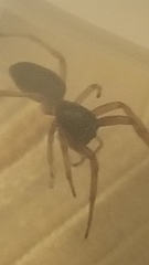 Trachelas tranquillus
