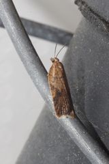 Acleris semiannula