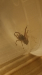 Trachelas tranquillus