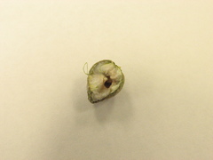 Antistrophus pisum