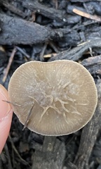 Pluteus thomsonii