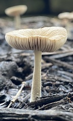 Pluteus thomsonii