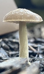 Pluteus thomsonii