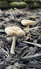 Pluteus thomsonii