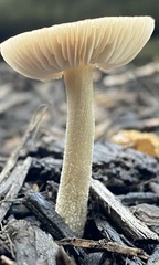 Pluteus thomsonii