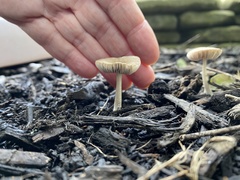 Pluteus thomsonii
