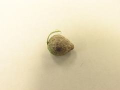 Antistrophus pisum