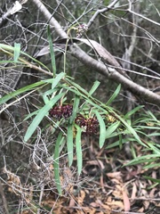 Grevillea diffusa constablei