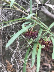 Grevillea diffusa constablei