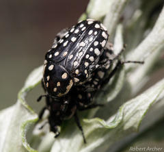 Oxythyrea testaceoguttata