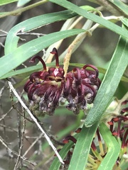 Grevillea diffusa constablei
