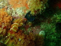 Tambja capensis