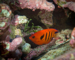 Centropyge loriculus