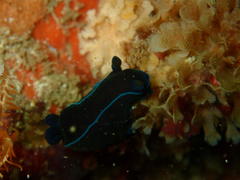 Tambja capensis