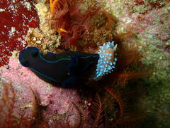 Tambja capensis