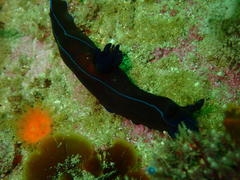 Tambja capensis