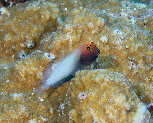 Suspiria Blenny