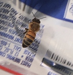 Apis mellifera