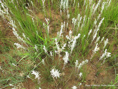 Helichrysum aureonitens