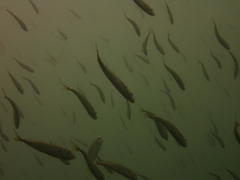 Trachurus trachurus