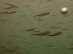 Trachurus trachurus