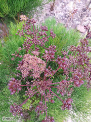 Nanobubon strictum