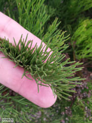 Nanobubon strictum