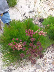 Nanobubon strictum