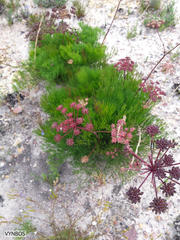 Nanobubon strictum