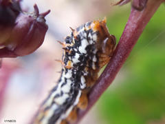 Nanobubon strictum