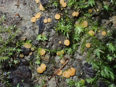 Pulvinula convexella