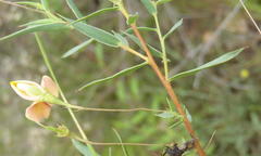 Aspalathus alpestris